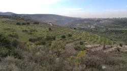 Lands For Sale in Bziza  »  Koura  »  North Lebanon