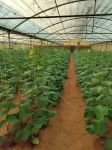 Farms For Rent in Sharjah  »  Sharjah Emirate