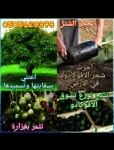 Agricultural Services in Abu Dhabi Emirates