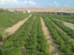 Farms For Sale in Cairo Egypt