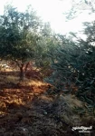 Farms For Sale in Amman Jordan