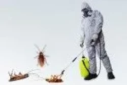 Pest Control in Dammam Saudi Arabia