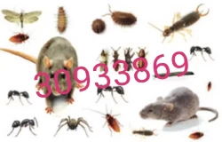 Pest Control in Qatar