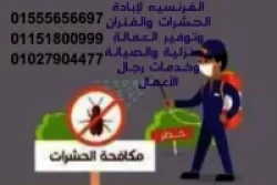 Pest Control in Cairo Egypt