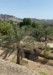 Farms For Sale in Dibba Al Fujairah  »  Fujairah