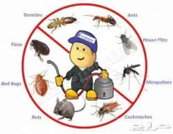 Pest Control in Riyadh Saudi Arabia