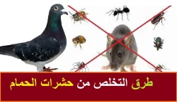 Pest Control in Sharjah Emirate Emirates