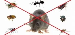 Pest Control in Dammam Saudi Arabia