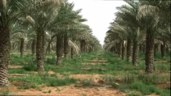 Farms For Sale in Al Ain Emirates