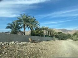 Farms For Sale in Dibba Al Fujairah  »  Fujairah