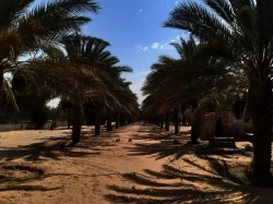 Farms For Sale in Abu Dhabi Gate City  »  Abu Dhabi  »  Abu Dhabi Emirate