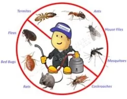 Pest Control in Ajman Emirate Emirates