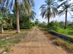 Farms For Sale in Al Nakhil  »  Ajman  »  Ajman Emirate