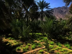 Farms For Sale in Dibba Al Fujairah  »  Fujairah