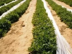 Farms For Sale in Cairo Egypt