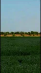 Farms For Sale in Cairo Egypt