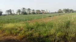 Farms For Sale in Sharjah Emirate Emirates