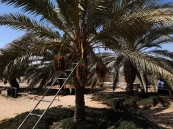 Farms For Sale in Abu Dhabi Emirates