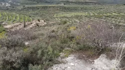 Lands For Sale in Bziza  »  Koura  »  North Lebanon