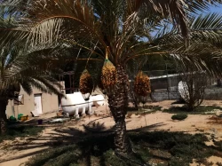 Farms For Sale in Abu Dhabi Emirates