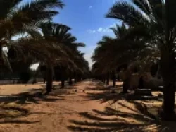 Farms For Sale in Abu Dhabi Emirates