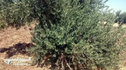 Farms For Sale in Amman Jordan