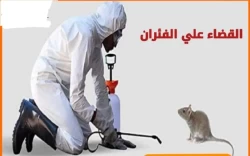 Pest Control in Jeddah Saudi Arabia