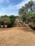 Farms For Sale in Dibba Al Fujairah  »  Fujairah