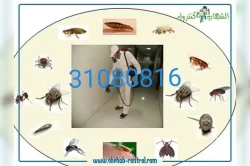 Pest Control in Qatar