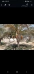 Farms For Sale in Al Ras Al Akhdar  »  Abu Dhabi  »  Abu Dhabi Emirate