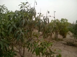 Farms For Sale in Cairo Egypt