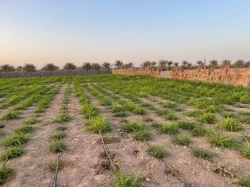 Farms For Sale in Al Ain Emirates