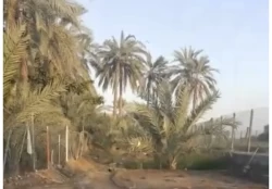 Farms For Sale in Dibba Al Fujairah  »  Fujairah