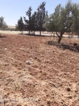 Farms For Sale in Amman Jordan