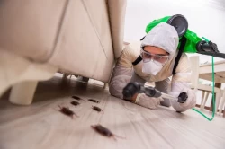 Pest Control in Abu Dhabi Emirates