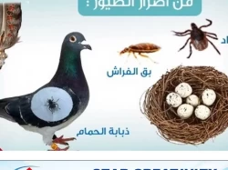 Pest Control in Sharjah Emirate Emirates