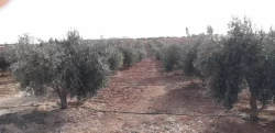 Farms For Sale in Amman Jordan