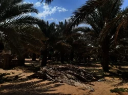 Farms For Sale in Abu Dhabi Emirates