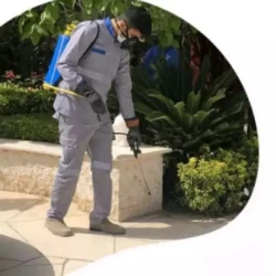 Pest Control in Dubai Emirate Emirates