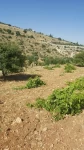 Farms For Sale in Amman Jordan