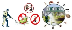 Pest Control in Al Qassim Saudi Arabia